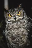 Great Horned Owl-Andres Morya Hinojosa-Photographic Print