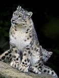 Snow Leopard, Uncia Uncia, Panthera Uncia, Nepal-Andres Morya Hinojosa-Photographic Print