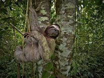 Three-Toed Sloth (Bradypus Variegatus) Perezoso De Tres Dedos, Cahuita, Caribe, Costa Rica-Andres Morya Hinojosa-Framed Photographic Print