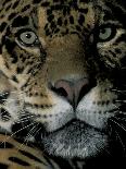 Jaguar, Madre de Dios, Peru-Andres Morya-Photographic Print