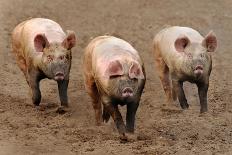 Domestic Pig, three adults, running in field on commercial freerange unit, Suffolk-Andrew Bailey-Photographic Print