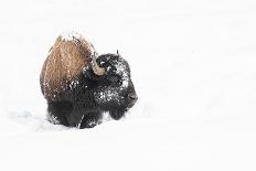 American bison (Bison bison), covered in snow, Montana, North America-Andrew Coleman-Photographic Print