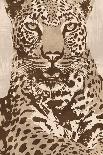 Tiger-Andrew Cooper-Art Print