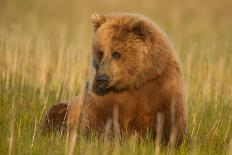 An Alaska Brown Bear Sow Sitting in a Sedge Grass Field. Lake Clark National Park, Alaska-Andrew Czerniak-Framed Photographic Print