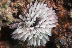 Fan Worm, Mozambique, Africa-Andrew Davies-Photographic Print