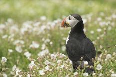 Puffin, Wales, United Kingdom, Europe-Andrew Daview-Photographic Print