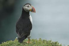 Puffin in Sea Campion, Wales, United Kingdom, Europe-Andrew Daview-Photographic Print