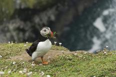 Puffin with Sand Eels in Beak, Wales, United Kingdom, Europe-Andrew Daview-Framed Photographic Print