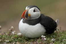 Puffin Collecting Nesting Material, Wales, United Kingdom, Europe-Andrew Daview-Photographic Print