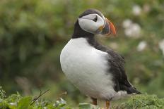 Puffin with Sand Eels in Beak, Wales, United Kingdom, Europe-Andrew Daview-Photographic Print