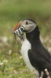 Puffin with Beak Full of Sand Eels, Wales, United Kingdom, Europe-Andrew Daview-Photographic Print