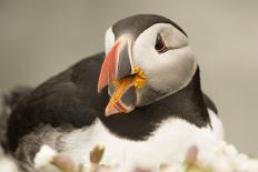 Puffin with Sand Eels in Beak, Wales, United Kingdom, Europe-Andrew Daview-Photographic Print