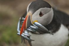 Puffin with Gaping Beak, Wales, United Kingdom, Europe-Andrew Daview-Photographic Print