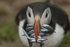 Puffin with Gaping Beak Showing Almost Parallel Articulation, Wales, United Kingdom, Europe-Andrew Daview-Photographic Print