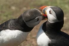 Pufflin at Entrance to Burrow, Wales, United Kingdom, Europe-Andrew Daview-Photographic Print