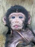Barbary Macaque (Macaca sylvanus) newborn baby, sticking tongue out, Gibraltar-Andrew Forsyth-Photographic Print