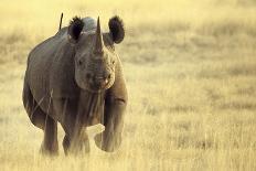 Black Rhinoceros (Diceros bicornis) adult male, charging, Etosha , Namibia-Andrew Forsyth-Framed Photographic Print