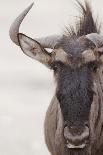 Chacma Baboon (Papio cynocephalus ursinus) adult, close-up of head, Kruger , Mpumalanga-Andrew Forsyth-Photographic Print