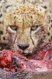 Lion (Panthera leo) feeding, close-up of head, Kruger , South Africa-Andrew Forsyth-Photographic Print