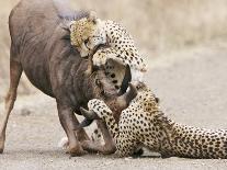 Black Rhinoceros (Diceros bicornis) adult male, charging, Etosha , Namibia-Andrew Forsyth-Photographic Print