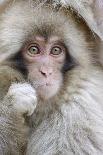 Barbary Macaque (Macaca sylvanus) newborn baby, sticking tongue out, Gibraltar-Andrew Forsyth-Photographic Print