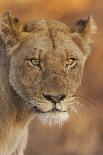 Chacma Baboon (Papio cynocephalus ursinus) adult, close-up of head, Kruger , Mpumalanga-Andrew Forsyth-Photographic Print