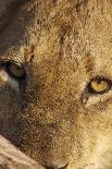 Chacma Baboon (Papio cynocephalus ursinus) adult, close-up of head, Kruger , Mpumalanga-Andrew Forsyth-Photographic Print