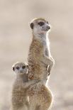 Meerkat (Suricata suricatta) adult, alert sentinel, with baby, Kalahari-Andrew Forsyth-Photographic Print