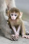 Rhesus Macaque (Macaca mulatta) baby, sitting beside mother, Jaipur City, Rajasthan-Andrew Forsyth-Framed Photographic Print