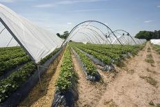 Strawberry Farm in England-Andrew Fox-Photographic Print