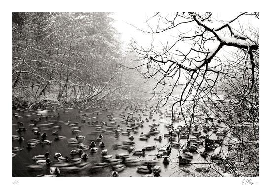 Collectable Print, , large