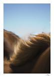 Equine Event-Andrew Geiger-Stretched Canvas
