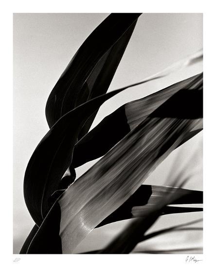 Collectable Print, , large