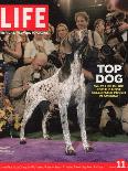 German Pointer, Carlee, Won Best in Show, 129th Westminster Kennel Club Dog Show, March 11, 2005-Andrew Hetherington-Laminated Photographic Print