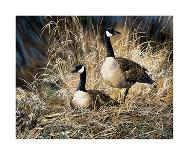 Lifetime Mate- Geese-Andrew Kiss-Art Print