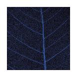 Bo Leaf IV-Andrew Levine-Giclee Print