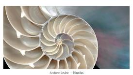 Bo Leaf II-Andrew Levine-Giclee Print