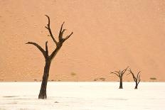 Dead trees in desert clay pan, Deadvlei, Namib-Naukluft , Namib Desert-Andrew Linscott-Photographic Print
