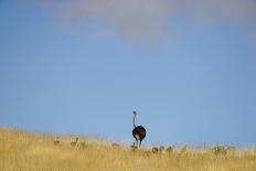 Ostrich (Struthio camelus) adult female with chicks, standing in grass, Namib Desert, Namibia-Andrew Linscott-Stretched Canvas