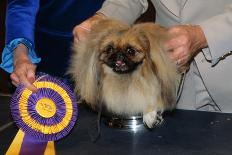 Dog Sitting on Trophy-Andrew Lopez-Photographic Print