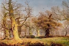 The Edge of Sherwood Forest, 1878-Andrew Maccallum-Giclee Print