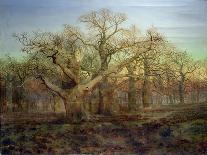 Oak Trees in Sherwood Forest, 1877-Andrew Maccallum-Laminated Giclee Print