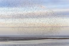 Knot (Calidris canutus) flock, in flight, taking off from mudflats at dawn, Snettisham RSPB Reserve-Andrew Mason-Photographic Print