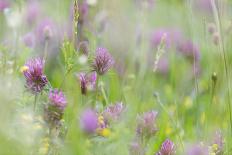 Red Clover (Trifolium pratense) flowering, growing in wildflower meadow, Blithfield, Staffordshire-Andrew Mason-Stretched Canvas