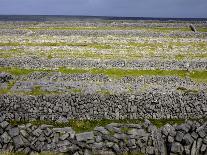 Burren, County Clare, Munster, Republic of Ireland, Europe-Andrew Mcconnell-Photographic Print