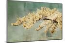 Wood Mount