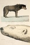 A Sledge Dog of the Arctic Highlander and the Head of a White Bear-Andrew Motz Skene-Giclee Print