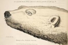 Head of a White Bear, Illustration from 'A Voyage of Discovery...', 1819-Andrew Motz Skene-Stretched Canvas