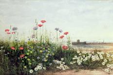 Poppies, Daisies and Thistles on a River Bank-Andrew Nicholl-Giclee Print