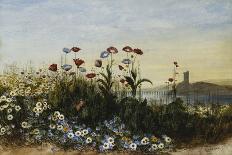 Poppies, Daisies and Thistles on a River Bank-Andrew Nicholl-Framed Giclee Print